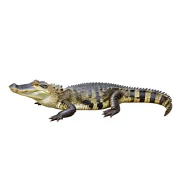 Caiman