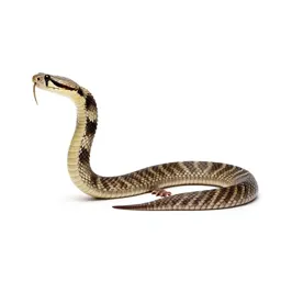 Canebrake rattlesnake