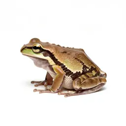 Canyon treefrog