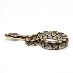 Carpet snake