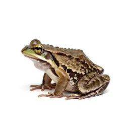 Cascades frog