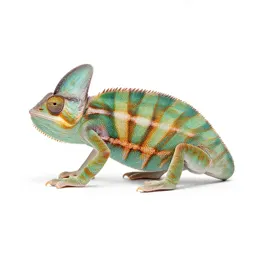 Chameleon tree frog