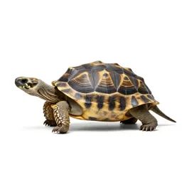 Chelonian