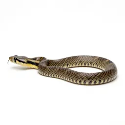 Chicken snake