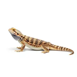 Chuckwalla