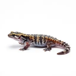 Climbing salamander