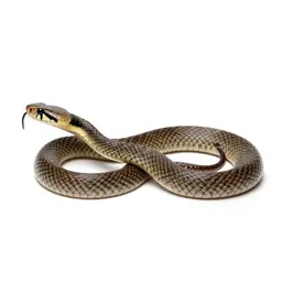 Coachwhip