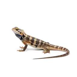 Collared lizard