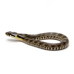 Common garter snake