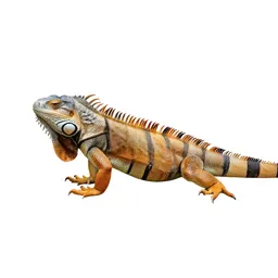 Common iguana