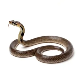 Common kingsnake