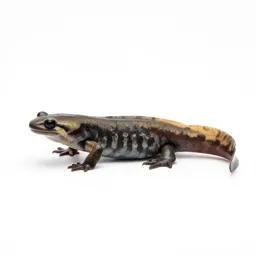 Common newt