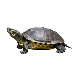 Common snapping turtle