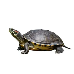 Cooter