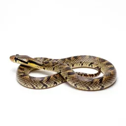 Corn snake