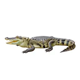 Crocodile