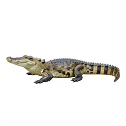 Crocodilian reptile