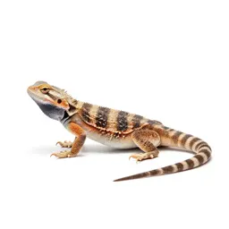 Desert iguana