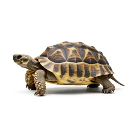 Desert tortoise