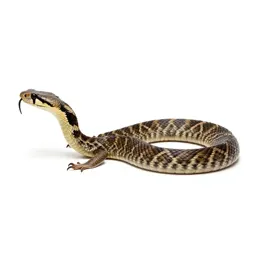 Diamondback