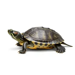Diamondback terrapin
