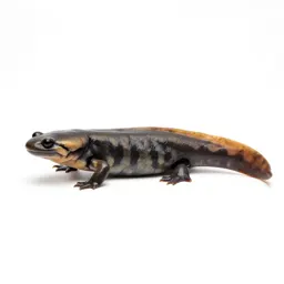 Dicamptodon