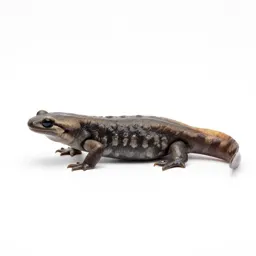 Dusky salamander