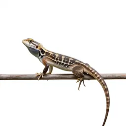 Fence lizard