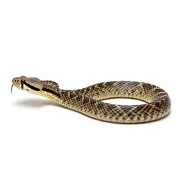 Fer-de-lance