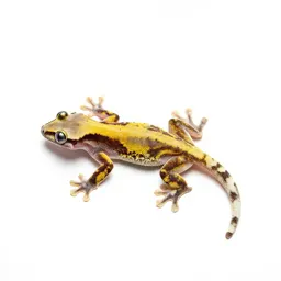 Flying gecko