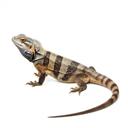 Frilled lizard