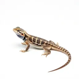 Fringe-toed lizard