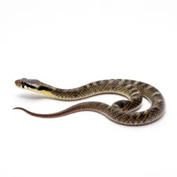Garter snake