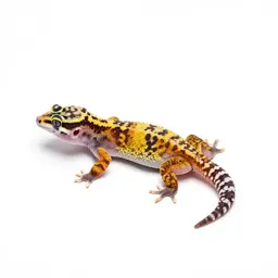 Gecko