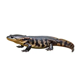 Giant salamander