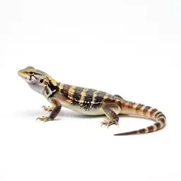 Glass lizard