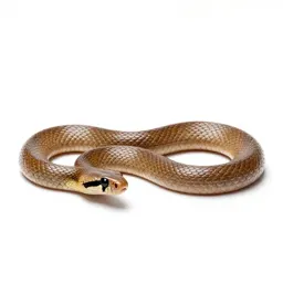 Glossy snake