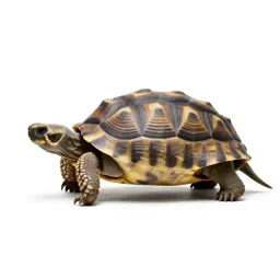 Gopher tortoise