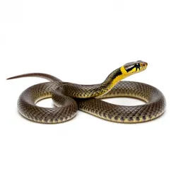 Grass snake