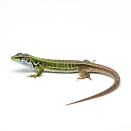 Green lizard