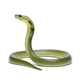 Green mamba