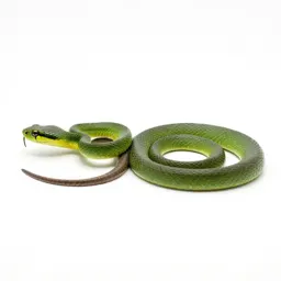 Green snake