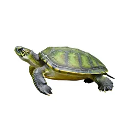 Green turtle