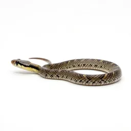 Ground snake