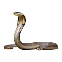 Hamadryad