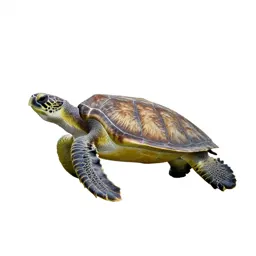 Hawksbill turtle