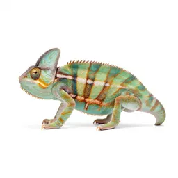Horned chameleon