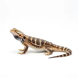 Horned lizard