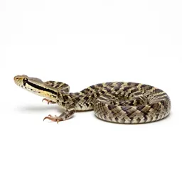 Horned viper