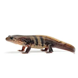 Labyrinthodont